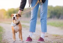 Underdog unleashes in-house prediction market exchange with sports focus A person unclipping a leash from their dog