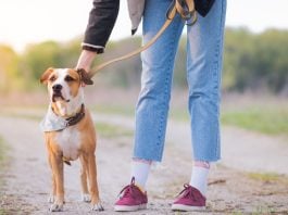 Underdog unleashes in-house prediction market exchange with sports focus A person unclipping a leash from their dog