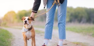 Underdog unleashes in-house prediction market exchange with sports focus A person unclipping a leash from their dog
