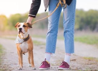 Underdog unleashes in-house prediction market exchange with sports focus A person unclipping a leash from their dog