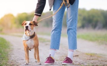 Underdog unleashes in-house prediction market exchange with sports focus A person unclipping a leash from their dog
