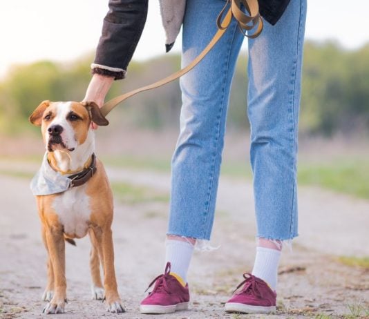 Underdog unleashes in-house prediction market exchange with sports focus A person unclipping a leash from their dog