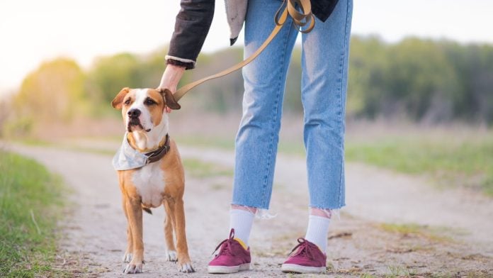 Underdog-unleashes-in-house-prediction-market-exchange A person unclipping a leash from their dog