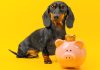 How Underdog went from DFS startup to $1.3B prediction markets acquisition Dachshund Underdog with piggy bank