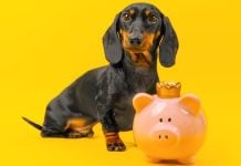 How Underdog went from DFS startup to $1.3B prediction markets acquisition Dachshund Underdog with piggy bank