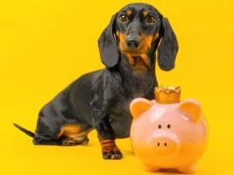 How Underdog went from DFS startup to $1.3B prediction markets acquisition Dachshund Underdog with piggy bank