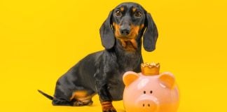 How Underdog went from DFS startup to $1.3B prediction markets acquisition Dachshund Underdog with piggy bank