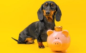 How Underdog went from DFS startup to $1.3B prediction markets acquisition Dachshund Underdog with piggy bank