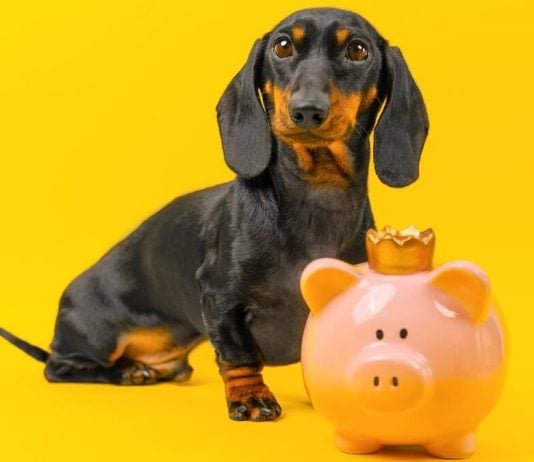 How Underdog went from DFS startup to $1.3B prediction markets acquisition Dachshund Underdog with piggy bank