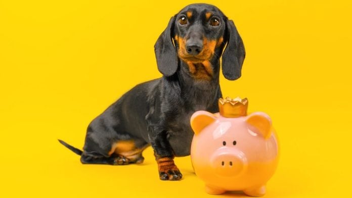 Underdog cashing in Dachshund Underdog with piggy bank