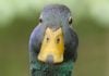 Florida AG says if it looks like a duck, it's a duck