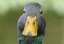 Florida AG takes on sweeps ‘illegal online casinos’ in suit Florida AG says if it looks like a duck, it's a duck
