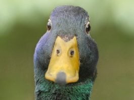 Florida AG says if it looks like a duck, it's a duck