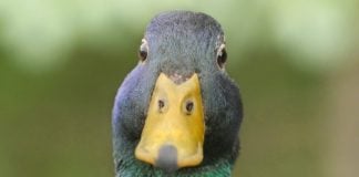 Florida AG says if it looks like a duck, it's a duck