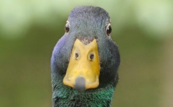 Florida AG says if it looks like a duck, it's a duck