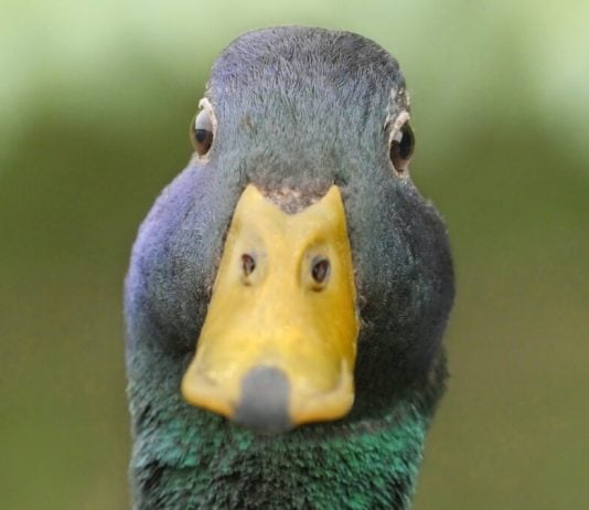 Florida AG says if it looks like a duck, it's a duck