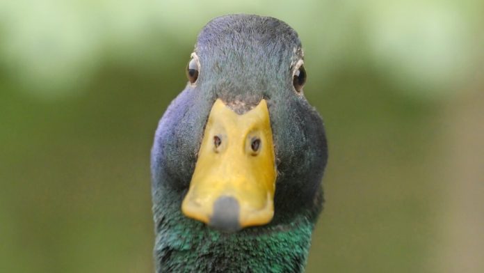 Duck looking to camera Florida AG says if it looks like a duck, it's a duck