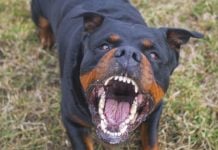 An angry dog
