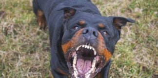 An angry dog