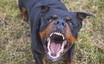 An angry dog