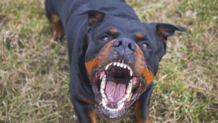 An angry dog