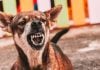 Underdog sues states, ditches DFS licenses in prediction markets push
