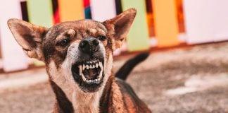 Underdog sues states, ditches DFS licenses in prediction markets push