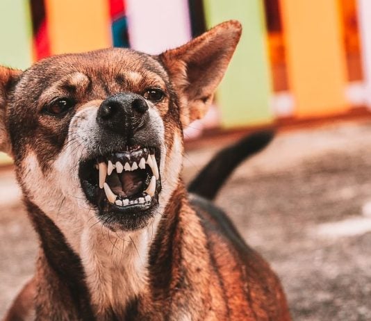 Underdog sues states, ditches DFS licenses in prediction markets push