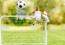 Underdog prediction markets