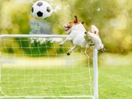 Underdog prediction markets