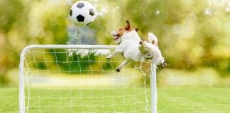 Underdog prediction markets