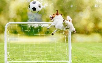 Underdog prediction markets